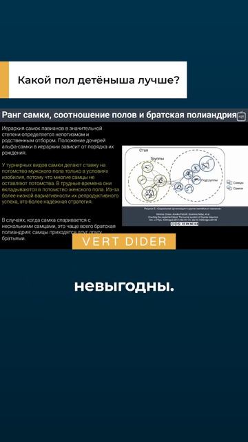 Какой пол детёныша лучше?