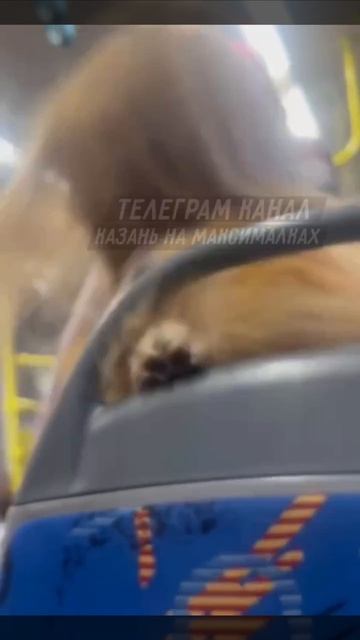 Конфликт в казанском трамвае: две женщины устроили драку прямо в салоне