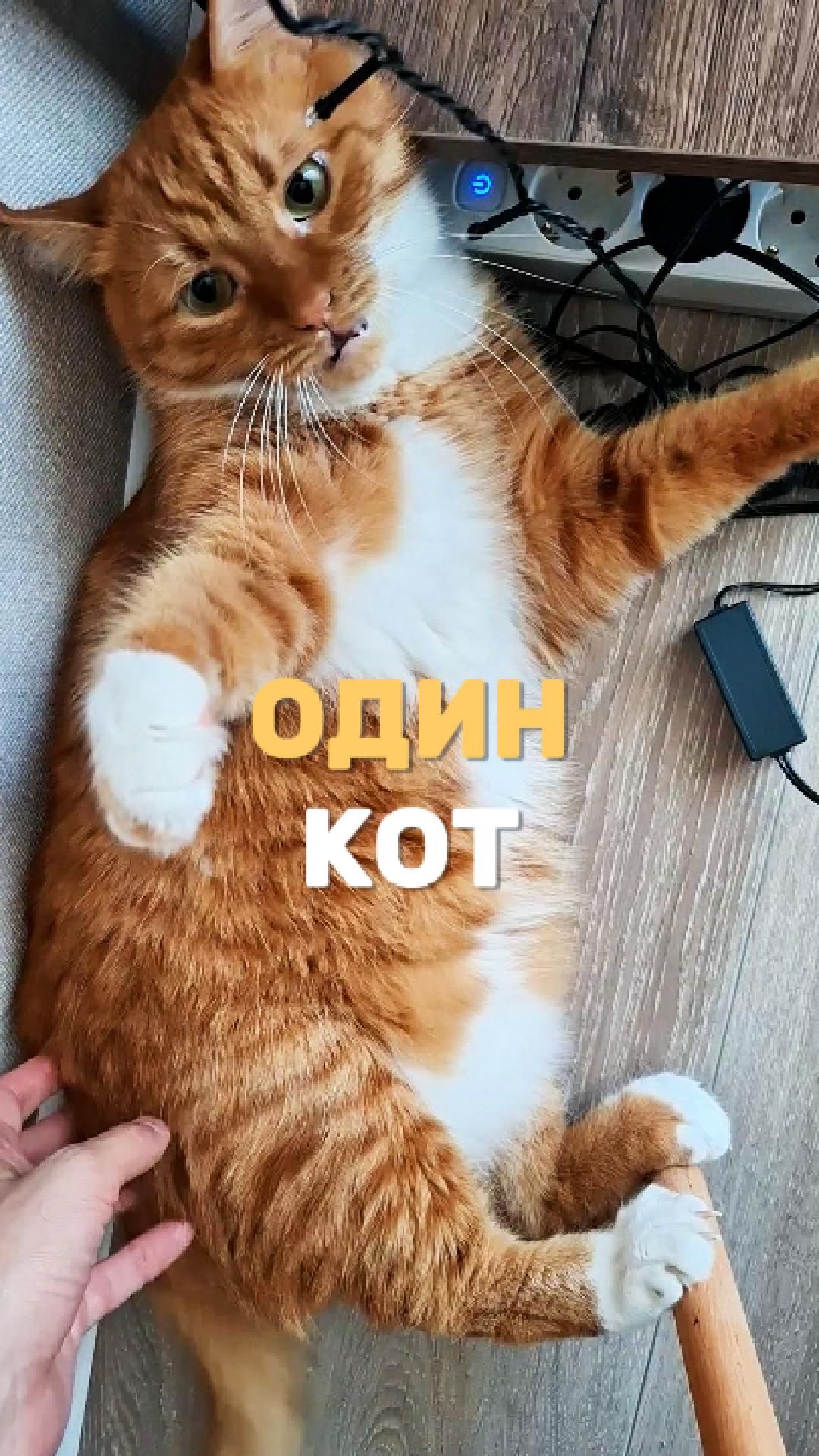 Один кот