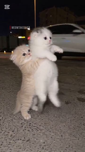 Смешные котята 😂
