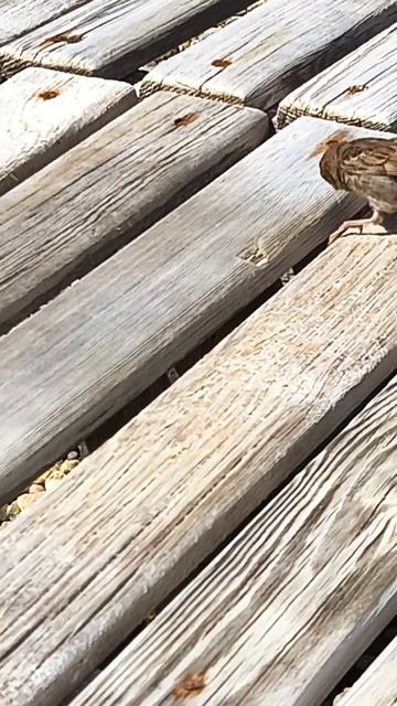 1000125410.mp4