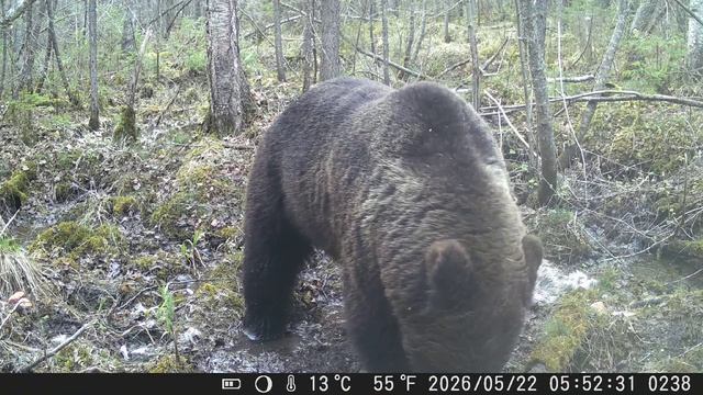 Видео от Красноярская тайга. Фотоловушки