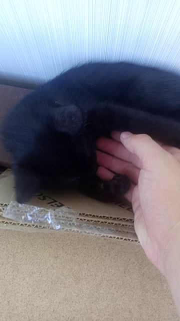 Котёнок кубик 🎲.