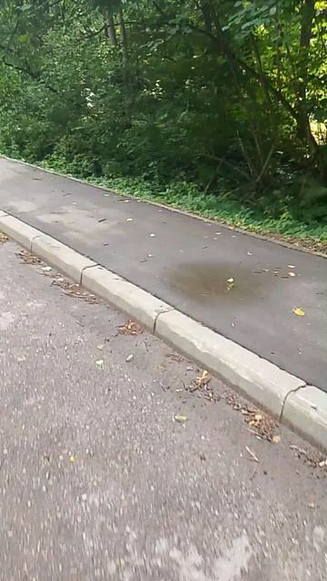 Розовый Бор, чуть не подвернул ногу, 21.07.26.