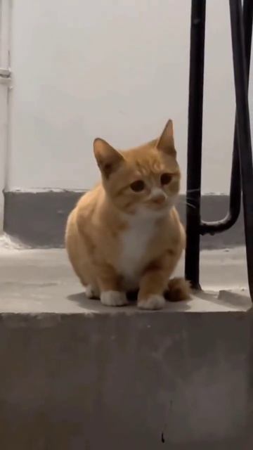 Кошачьи разговорчики