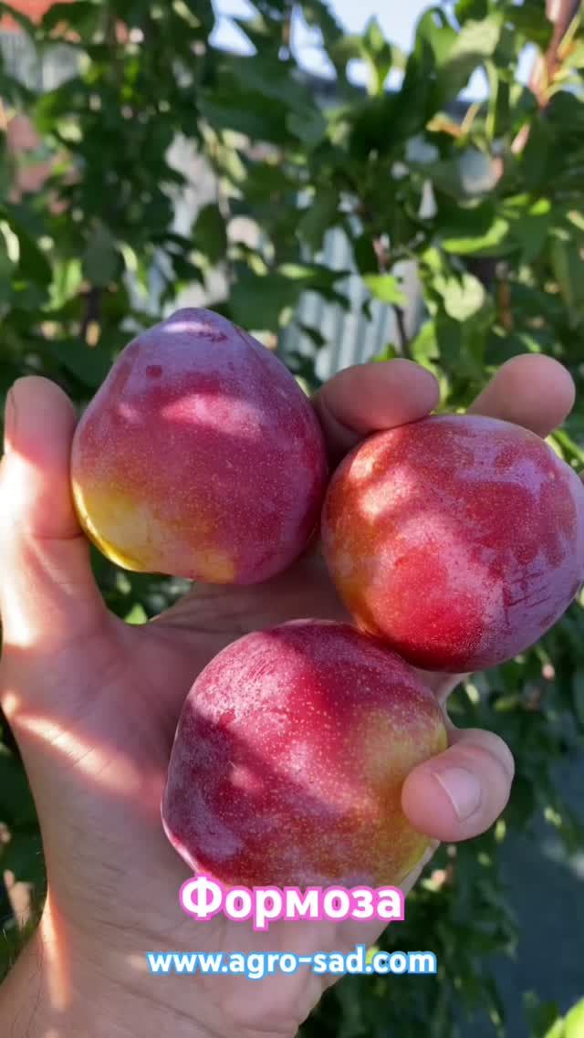 Слива Формоза (середина июля) Кубань 2026 #fruit #обзордачи #сад #садоводничество
