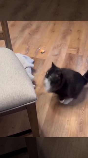Видео от Tom and Сats / Кот на карте