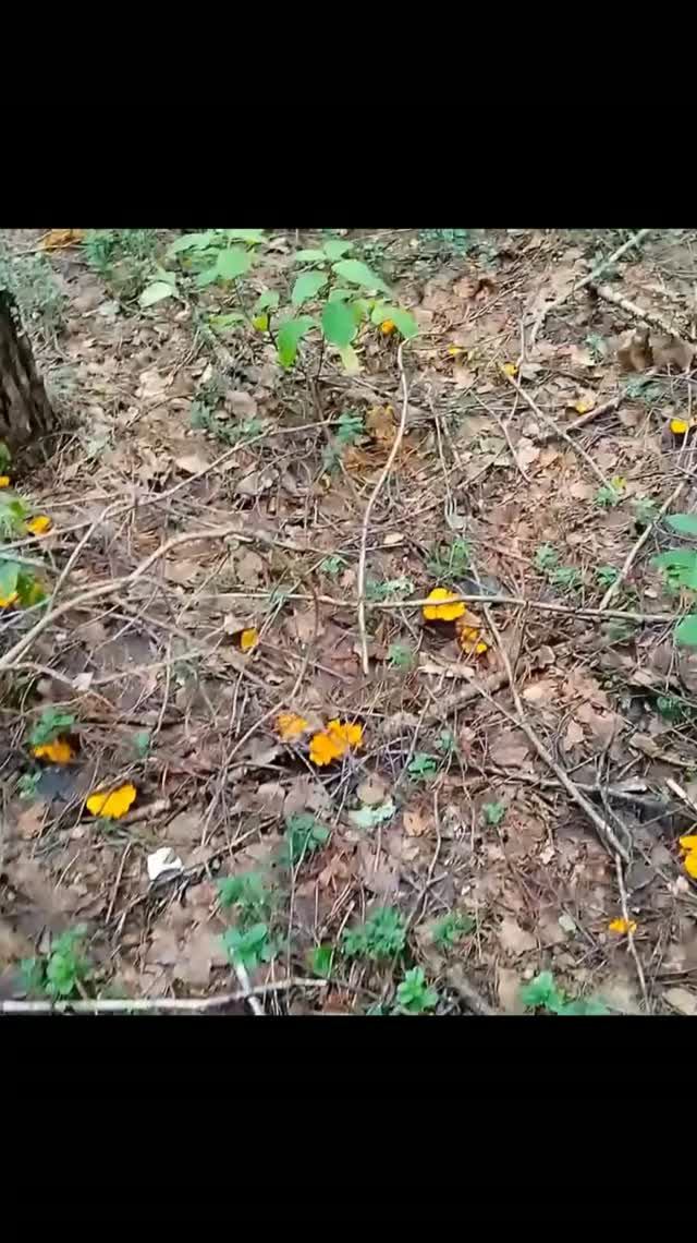 лисички