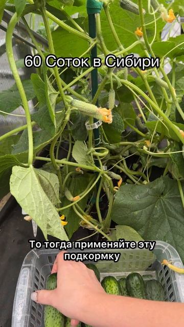 Супер подкормка ОГУРЦОВ для МЕГА УРОЖАЯ!