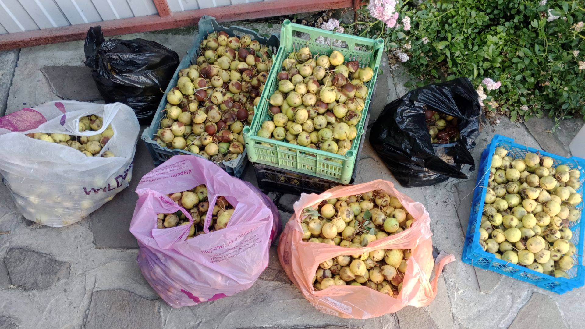 Сладкое козье молоко из груши дички