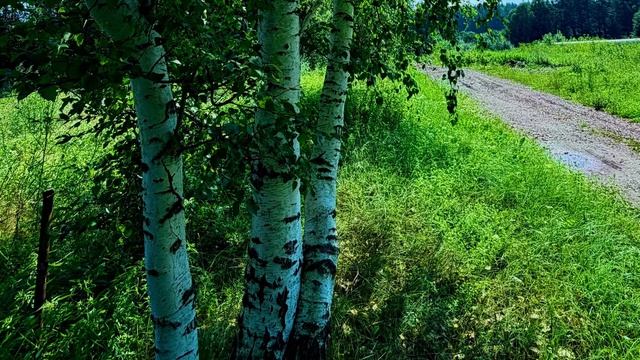 Солнечный денёк за городом, окрестности п. Черемша, Асбест, Средний Урал🌱🌾🌼🌲🦋🌳