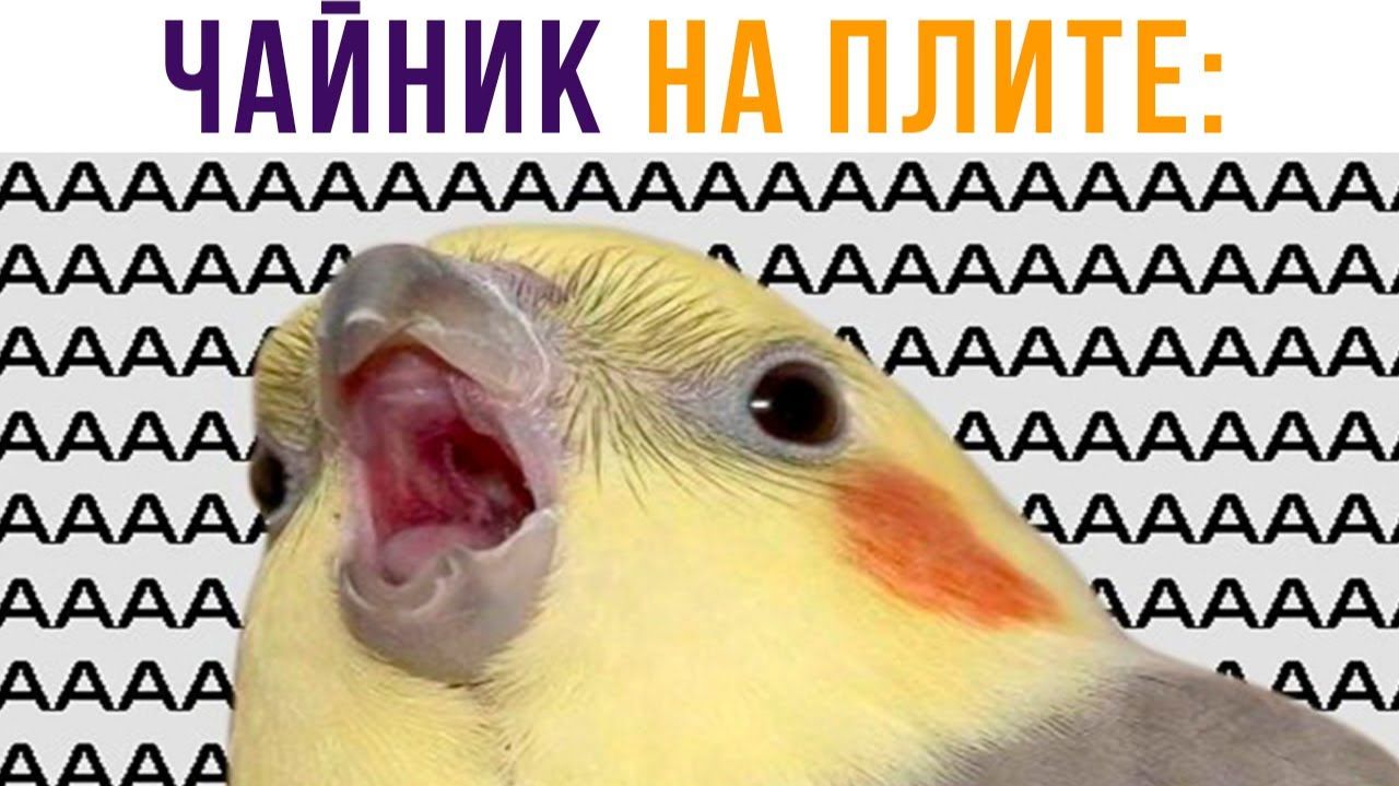 Чайник на плите))) АААААА!!! Приколы