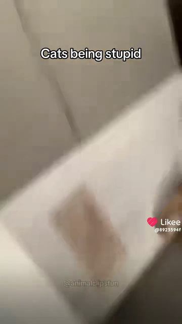 Ох уж эти кошки 4 🐱 🐱 🐱 !!!