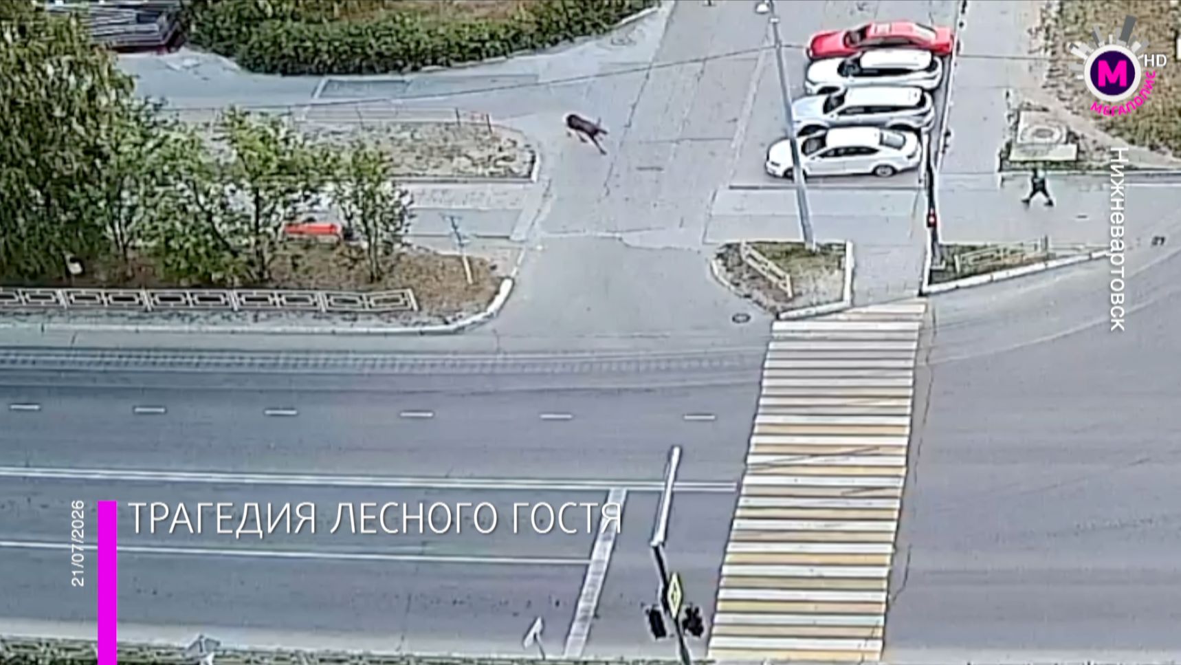 Лось в Нижневартовске