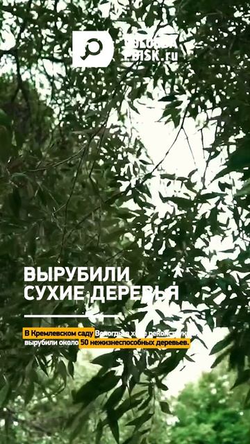 В Кремлевском саду вырубили около 50 нежизнеспособных деревьев