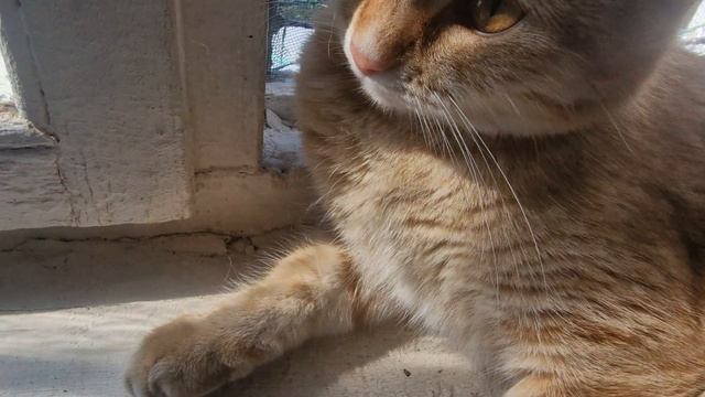 МИССИ НА ПОДОКОННИКЕ👋🙏💋😽