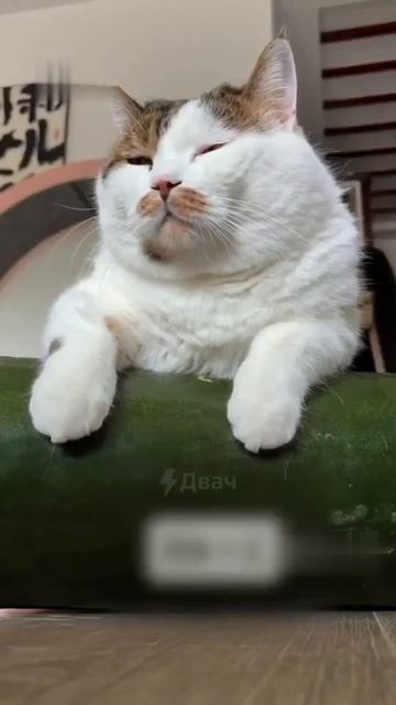 Китайцы нашли гениальный способ охладить питомцев! 🍉🐱
