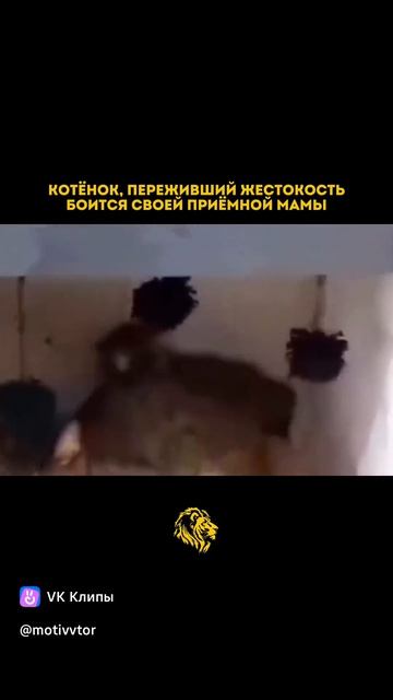 vkclips_20260721105820