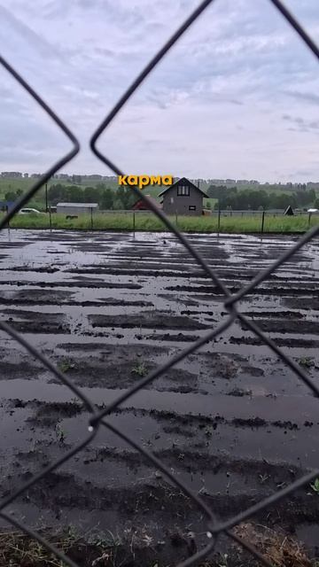 Сосед подкопал забор и поплатился! Карма на даче 😱