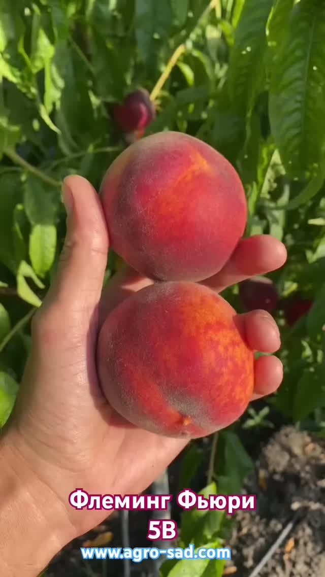 Персик Флеминг Фьюри PF5B (середина июля) Кубань 2026 #обзордачи #сад #fruit #садоводничество