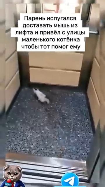 Выручил кот cat кошка мышка прикол охота shorts shortvideo short video котенок мышь мем