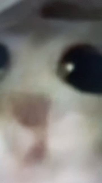 Эдит для хомы