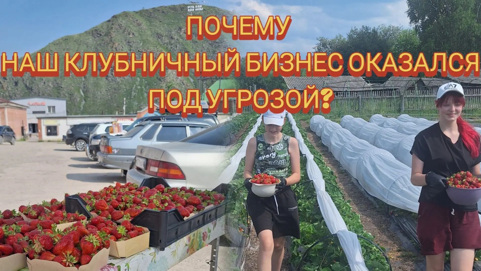 Вся правда про наш клубничный бизнес. Наши внезапные приключения и путешествия по Алтаю.