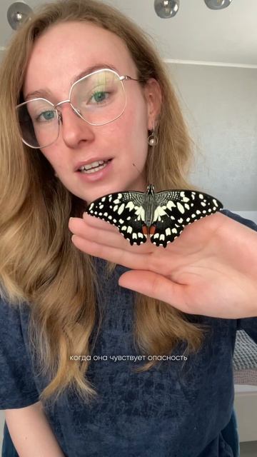 Парусник Демолей🦋