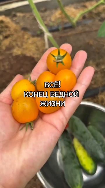 Помидоры на ура. Урожай без проблем