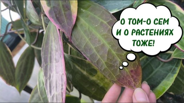 Разговоры о том о сем, и о растениях,конечно!