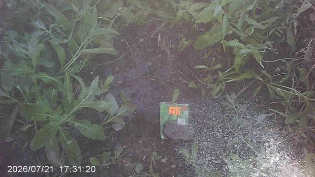 Полив огурцов