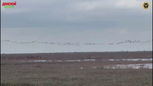 Охота на гуся -Подготовка к охоте