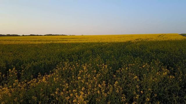 Идеальный Шум Лета: Жёлтое Поле и Lo-Fi, Которое Нельзя Ставить на Паузу 🌾