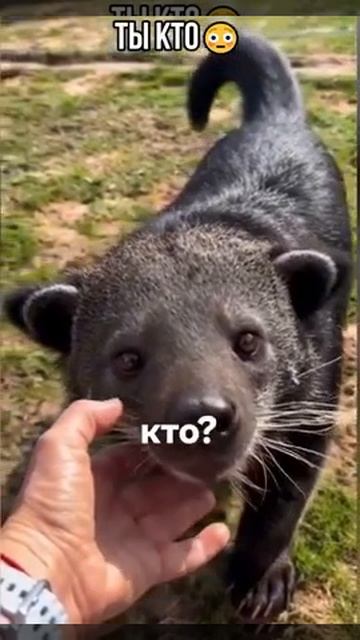 Говорила мама не гладить в детсве кого попало