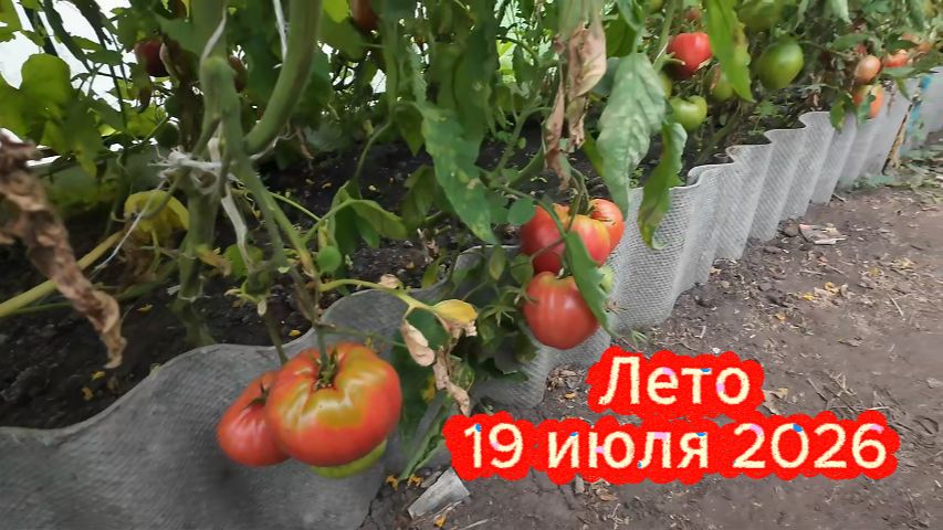 Лето в деревне, урожай, свадьба на селе, погода как настроение..