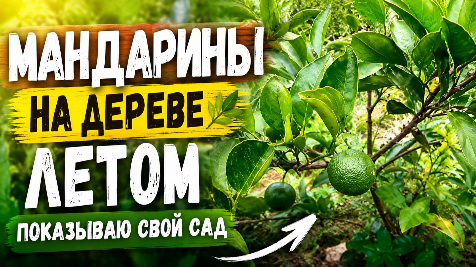 Абхазия: мандарины в июле, уже плоды на деревьях!