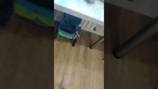 Как научить собаку команде сидеть 🐕🐕🐕🐶🐶🐶
