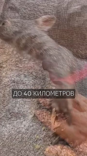 Пушистый танк: Почему вомбат опаснее, чем кажется? 🐨💨 #shorts #животные #факты #вомбат #природа