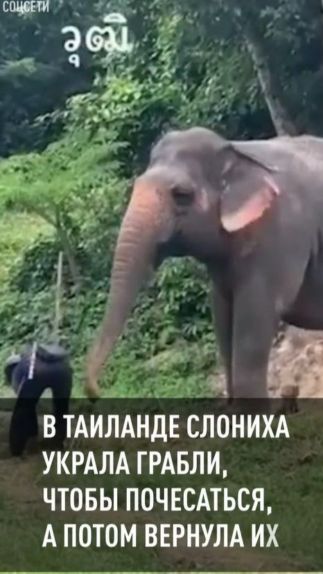 В Таиланде слониха украла грабли, чтобы почесаться, а потом вернула их