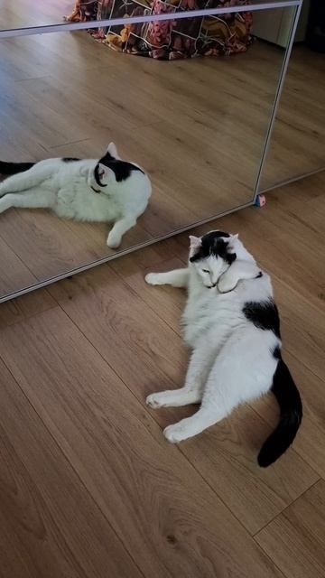 Два котика🐈🐈😁