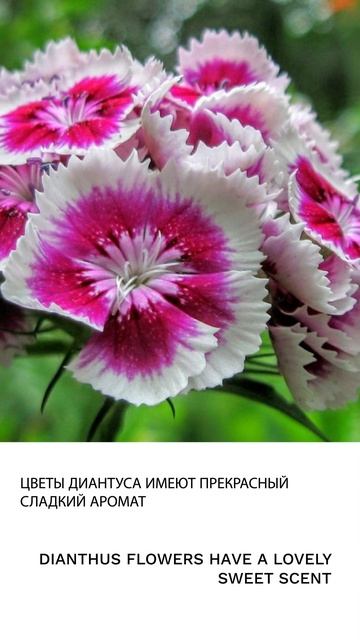 Диантус