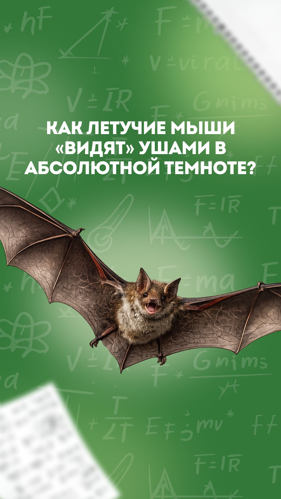 Как летучие мыши «видят» ушами в абсолютной темноте? 🦇