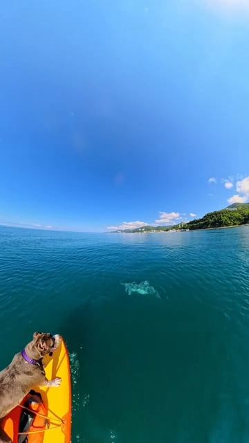 Это не ИИ, такое можно увидеть своими глазами, катаясь на сапах 🏄♂️🐬