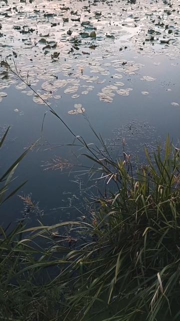Ротонда на Головинских прудах. Москва