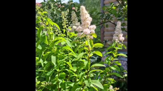 Конец июля, прекрасные цветы и мелодия Дживан Гаспарян - Little flower garden. Дудук