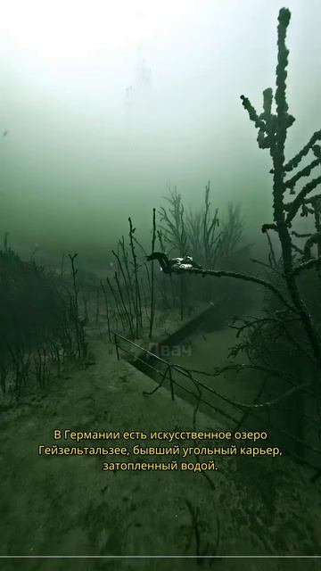 Подводный лес в Германии на глубине 80 м! 🌲 Это не нейросеть!