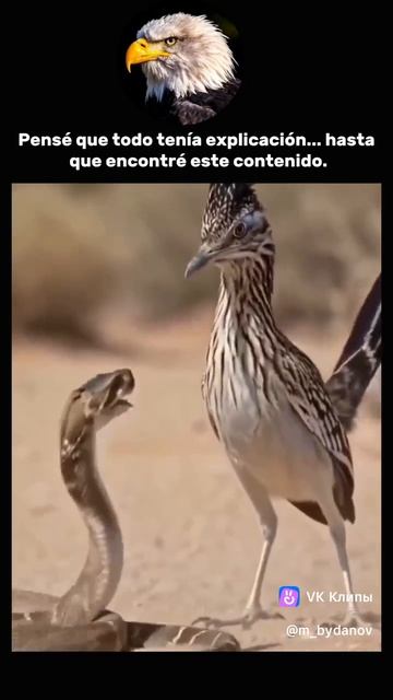 vkclips_20260722060716