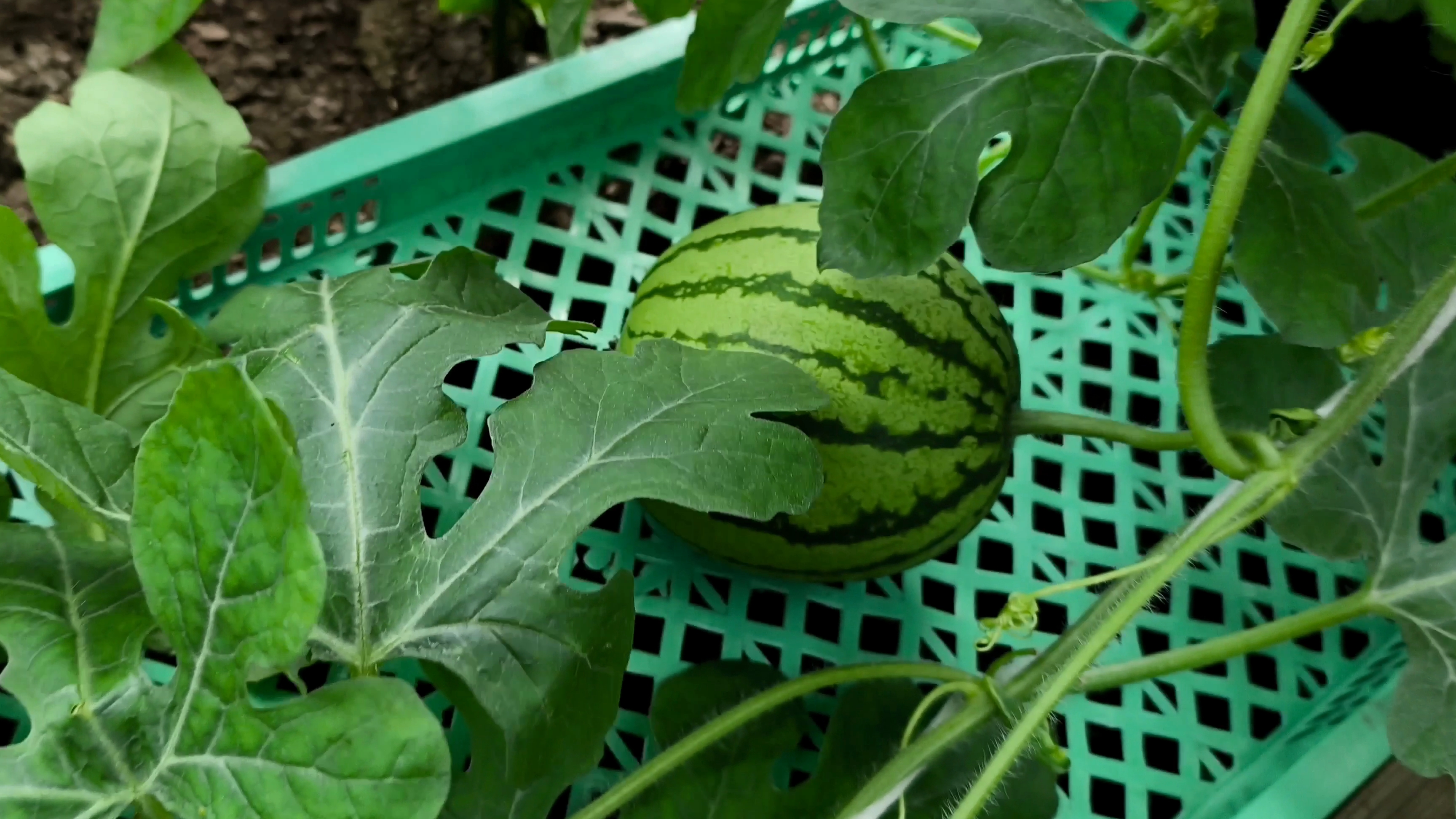 Арбузики 🍉 растём 💃💃