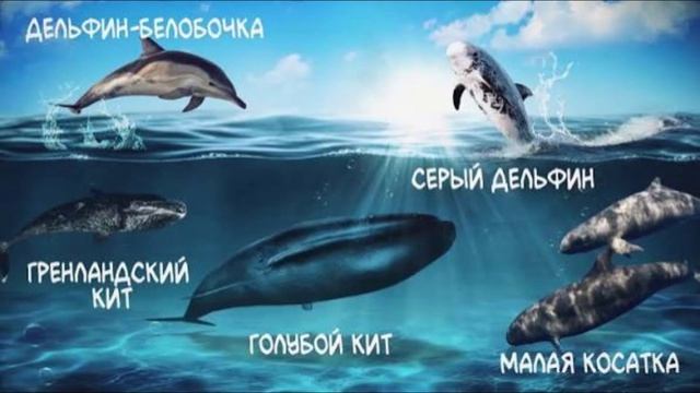 23 июля - Всемирный день китов и дельфинов