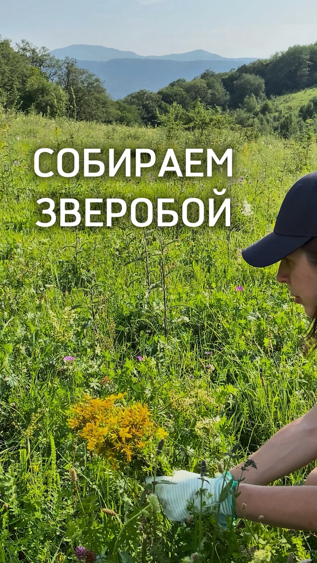 Собираем зверобой для изготовления зверобойного масла и травяных сборов